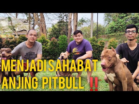 Video: Anjing Gembala Inggris Kuno Breed Hypoallergenic, Kesehatan Dan Umur