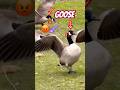 Three Geese - Chaser and Runner #shorts
