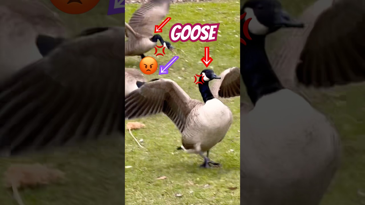 Three Geese - Chaser and Runner #shorts