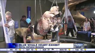ROM installs world's first preserved Blue Whale heart