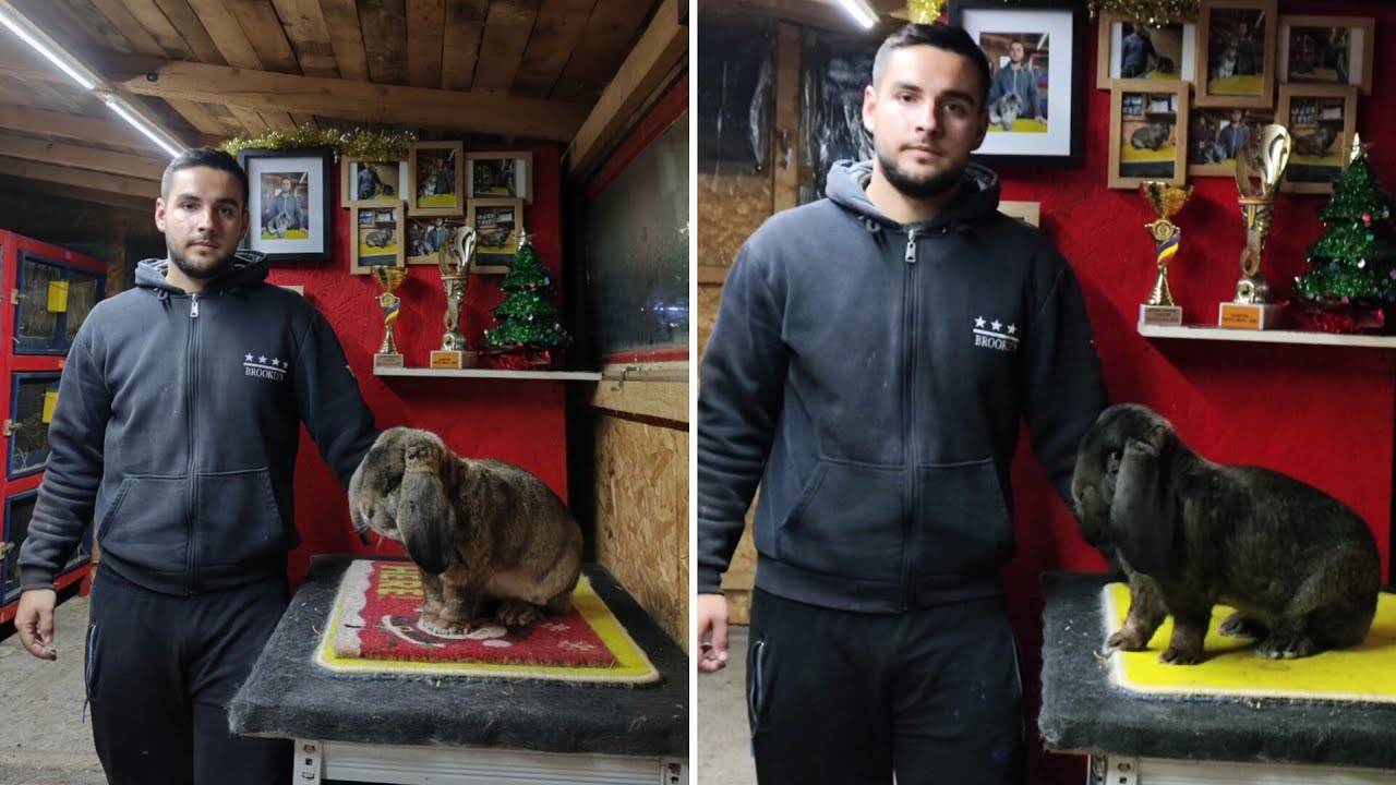 Un nou titlu de campion la berbec german ptr Vlăduț Burcea și multe exemplare disponibile 🏆🤗✅👏