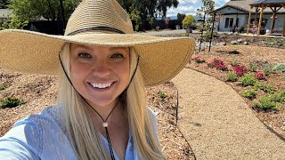 Adding Color to the Center Island! Heliotrope, Supertunias, & Kniphofia!
