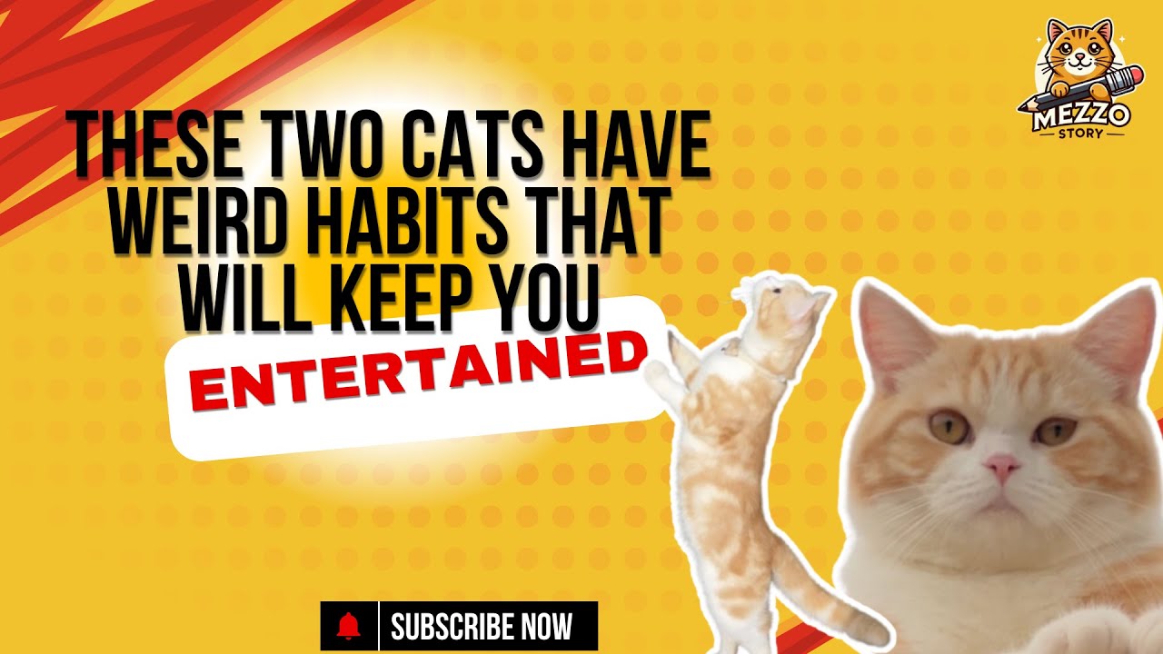 Not your average cat: Tiger and Garfield Have Head-Turning Hobbies!
