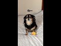 出勤を阻止しようとする犬