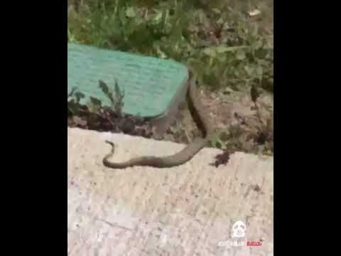 მზიურის პარკში გველები დააფიქსირეს