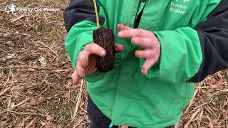 Famous Tree planting tutorial Wealth