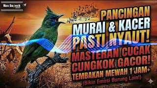 Masteran Cucak Cungkok Gacor Durasi Panjang, Tembakan Kasaran Rapat Bikin Emosi Burung Lain