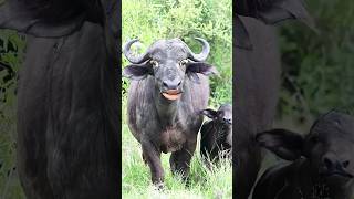 Httpsyoutubecomshortszs7lgurb8wysiesune1xa3ttacow tarndeng shorts