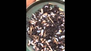 Controlling White Curl Grubs