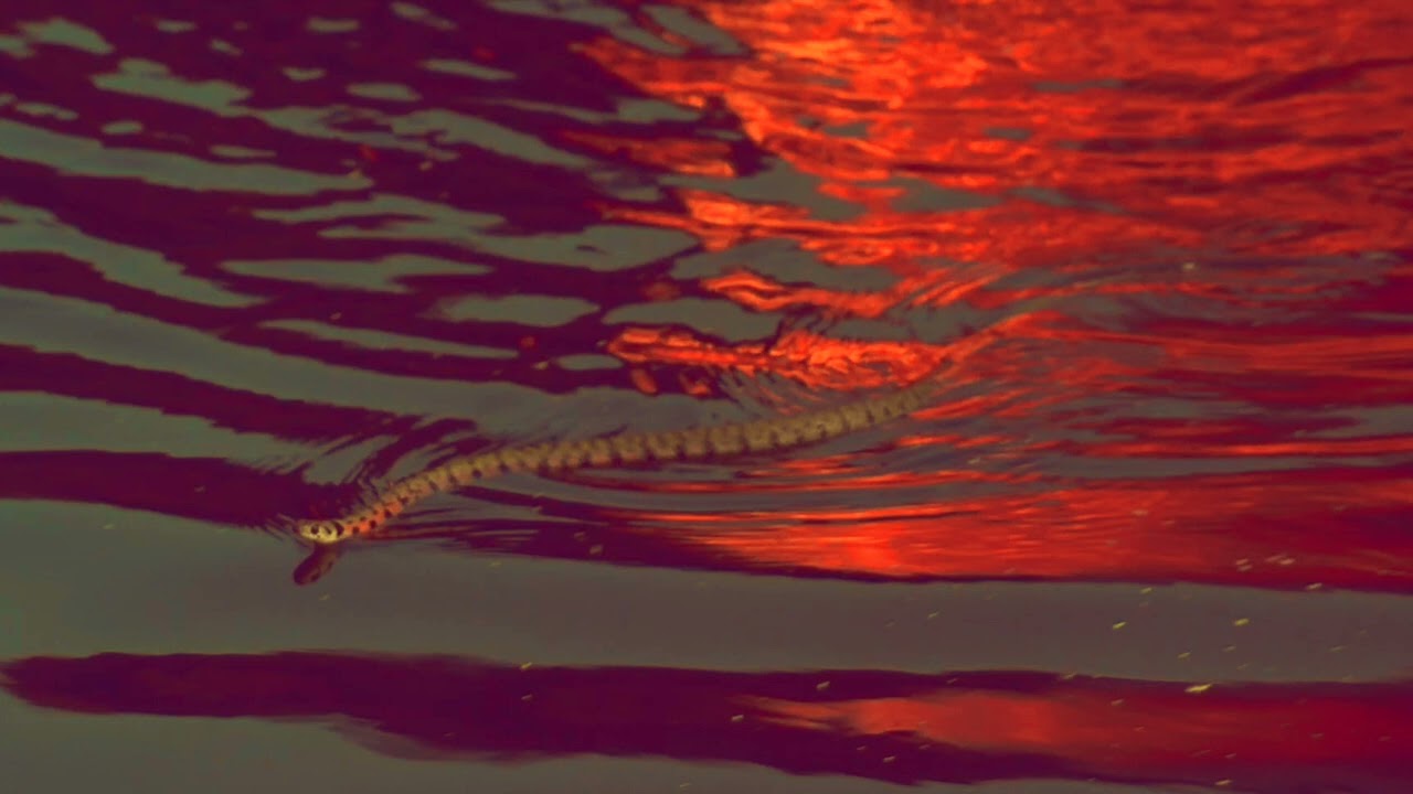 Ceephax Acid Crew - Ceephunk