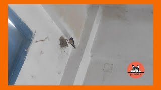 Birds Have Made Their Nests Inside Ioannis House by Jutta Shelter 1,090 views 3 weeks ago 1 minute, 14 seconds