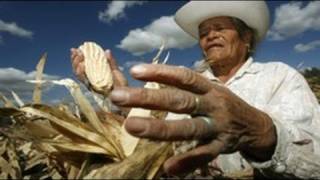 NAFTA + U.S. Farm Subsidies Devastates Mexican Agriculture