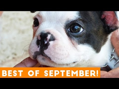 ultimate-animal-reactions-&-bloopers-of-september-2018-|-funny-pet-videos