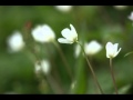 撮影の秘訣　小さな花を撮るポイント