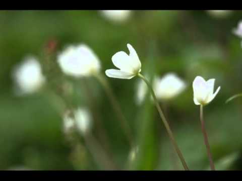 撮影の秘訣 小さな花を撮るポイント Youtube