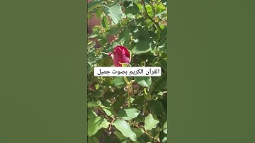 القرآن الكريم بصوت جميل #القران_الكريم #اكسبلور #تيك_توك #المصحف #لايك #راحة_نفسية #ترند