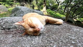 無防備に岩の上で寝る野良猫をナデナデする