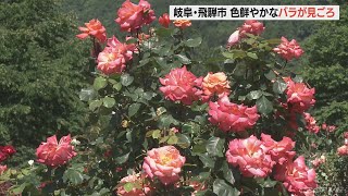 色鮮やかなバラが見ごろ　香愛ローズガーデンオープン　岐阜・飛騨市