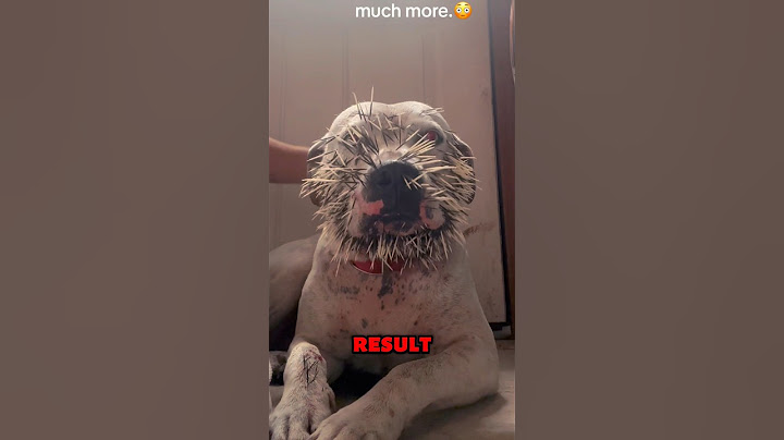 This Dog Attacked A Porcupine! (📷:crystal_casey1)