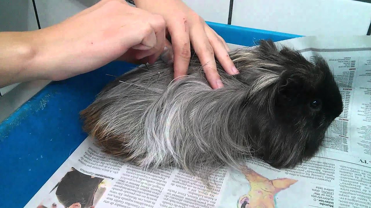 Picture of Guinea pig acupuncture - YouTube
