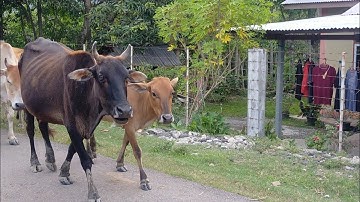 Suara Sapi dan macam-macam suara lembu | Nama dan Suara Hewan Ternak sapi | Sapi lucu