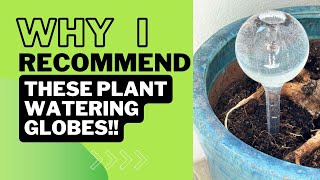 Review of these Plant Watering Globes
