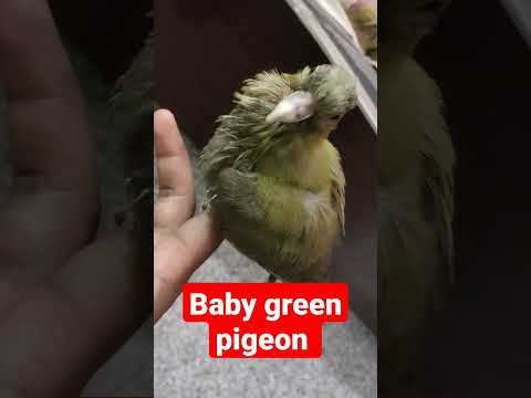 baby green pigeon ke Fever thik ho gaya hai 🥰🥰🥰 #parrot #mittu #talking #shorts