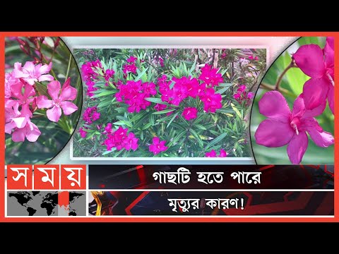 ভিডিও: অলিন্ডার গাছের কীটপতঙ্গ সম্পর্কে কী করবেন - কীভাবে ওলেন্ডারের পোকামাকড় থেকে মুক্তি পাবেন