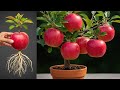Two simplest way to grow apple trees for long-lasting fruit