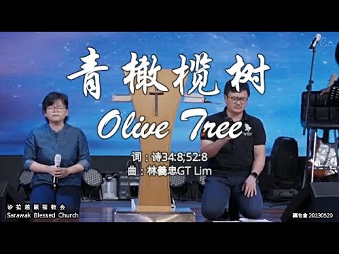 青橄榄树 Olive Tree