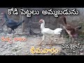 #KVR BREEDES#8919809769#peru cross chicks#chicks#patta punju#birds#chicken#viral