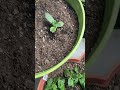 #borage #flowers #lemonbalm #plants