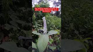 top working Alpukat Aligator di ganti dengan blackavocado dari California #farm #farming #alpukat