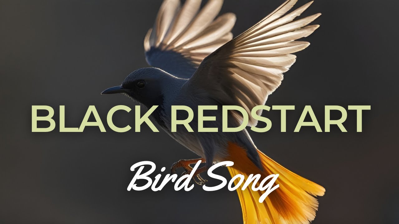 The Enchanting Song of the Black Redstart Bird: A Birdwatcher's Delight