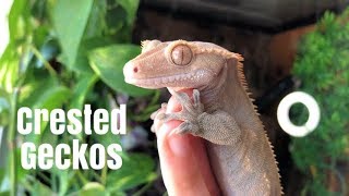 Meet My Crested Geckos!