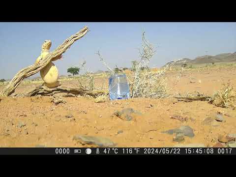 هل الضب يشرب الماء