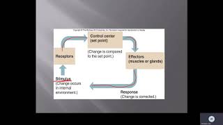 Anatomical Terms Part1