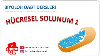 28 Hücresel Solunum 1 Biyoloji Öabt Dersleri