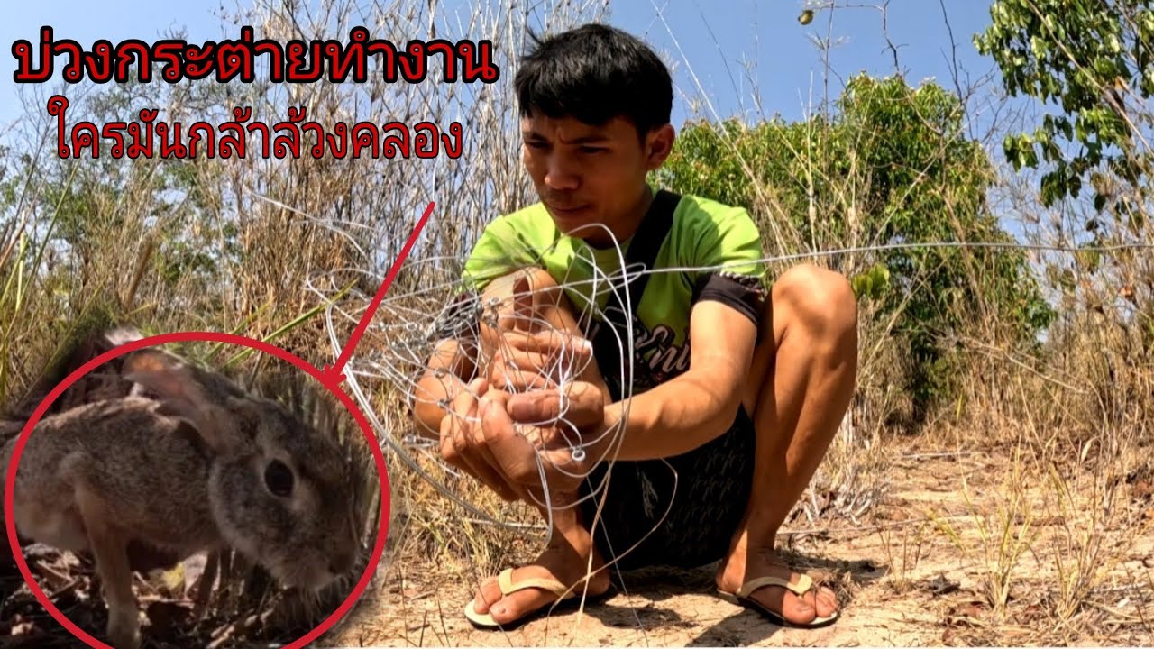 บ่วงกระต่ายทำงานใครบังอาจล้วงคองูเห่า/ບ່ວງກະຕ່າຍທຳງານ