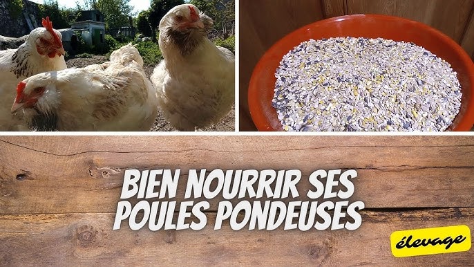 alimentation pour poule faire soi-meme son mélange pour volailles 