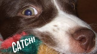 How to Play Catch with Your Dog | Hunter's Heart Scent Dog Training by Hunters Heart 222 views 6 years ago 2 minutes, 41 seconds