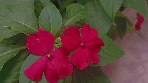 Tugas informatika membuat vidio tentang keindahan alam disekitar kita