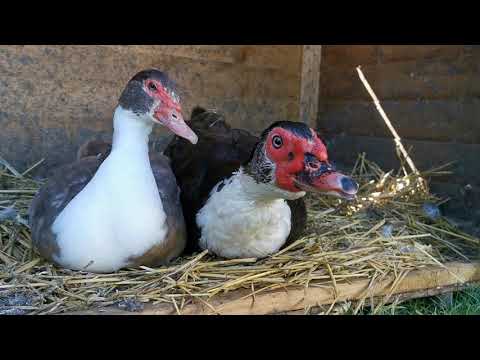 Video: Stress en diarree bij honden