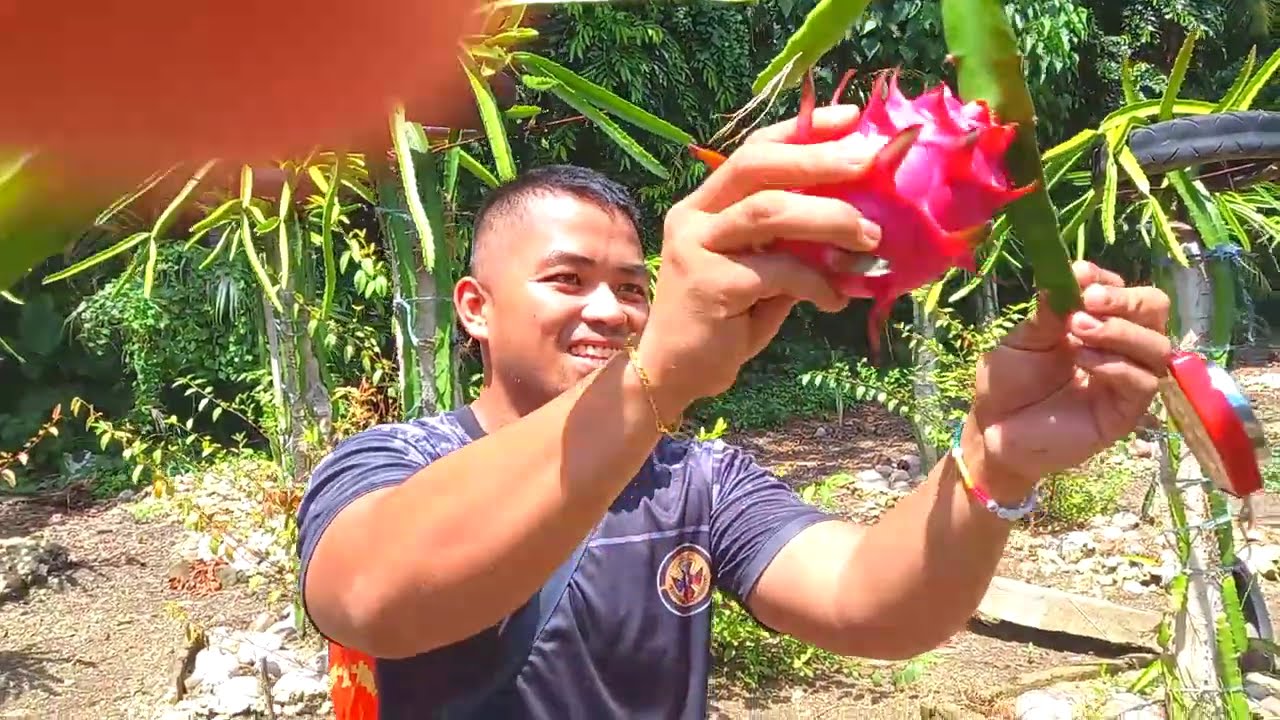 Dragon Fruit Farm
