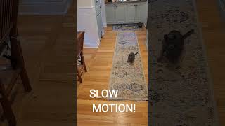 The Slow Motion Gymanstics of Korat Cat Claire