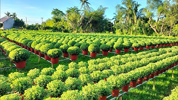 làng Hoa gò ổi: tình hình phát triển của cúc mâm xôi (4cơi) và cúc mâm xôi mini, hoa Tết 2024