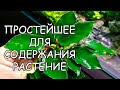 ПРОСТЕЙШЕЕ АКВАРИУМНОЕ РАСТЕНИЕ