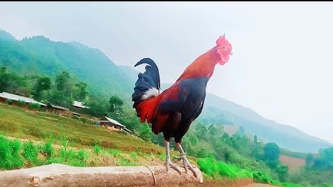 Saib qaib dib ua si nwa 2023