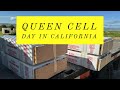 Queen cell day in california 