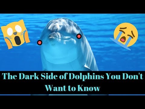 ڈولفنز کا تاریک پہلو جسے آپ نہیں جاننا چاہتے